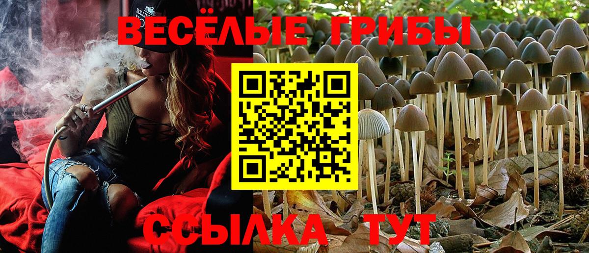 Галлюциногенные грибы Psilocybe Кашира